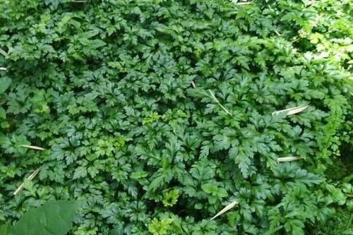 种植黄连赚钱吗?