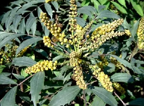 黄连种植技术和产量如何？