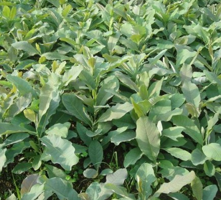杜仲适合什么季节种植？