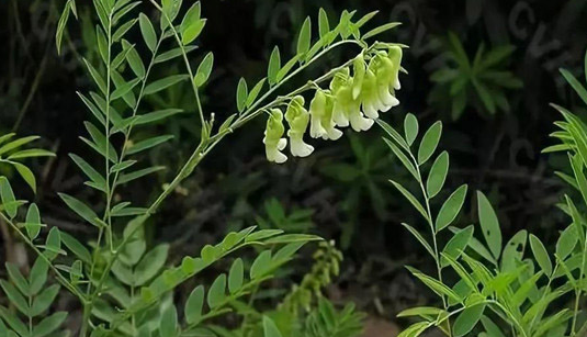 种植苦参几年开始收获？