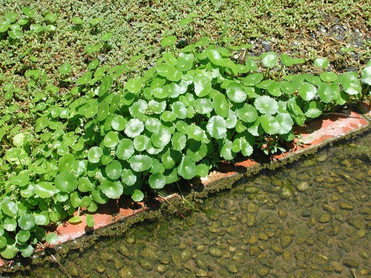 家庭种植什么植物比较好?