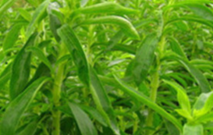 甜草和甘草是一种吗？
