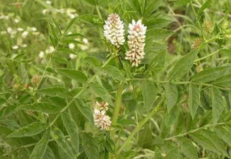 甘草种植成本及利润如何？