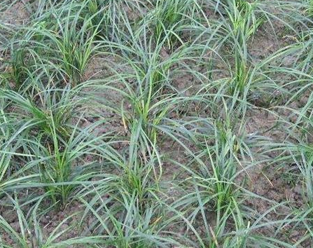 麦冬的种植技术与效益分析如何？