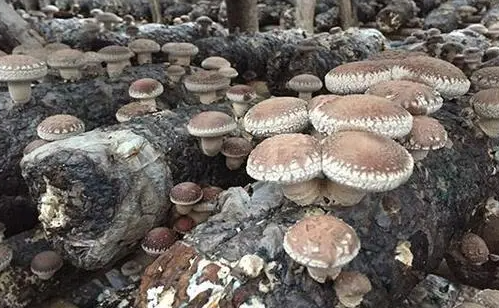 种植菌菇赚钱吗？