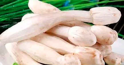 鸡腿菇杏鲍菇是一种吗？