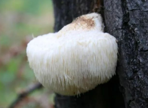 猴头菇的种植需要投资多少钱？
