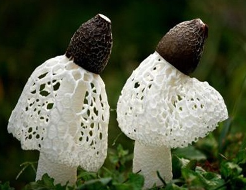 竹荪可以人工种植吗？