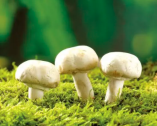 一亩地蘑菇能赚多少钱？