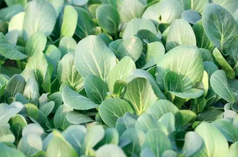 蔬菜生长的最佳温度是多少？