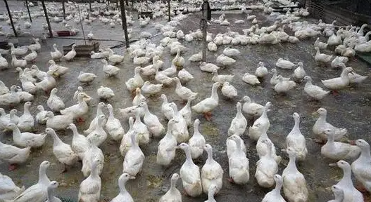 养殖蛋鸭的前景如何?