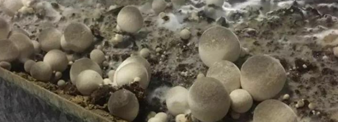 哪些原料可以种草菇？