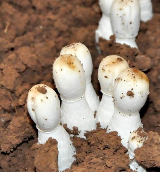 自己怎样种鸡腿菇？