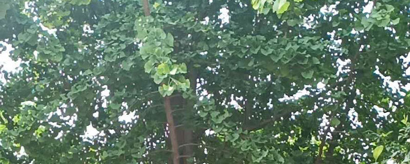 银杏的种植前景如何?