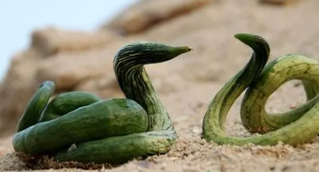 蛇豆的成功案例和种植要点是什么？
