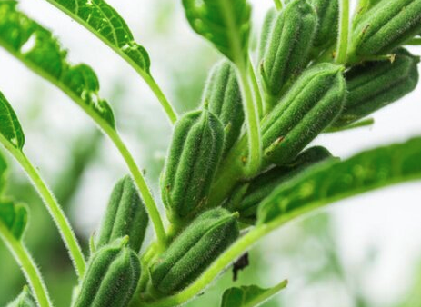 种芝麻挣钱吗？