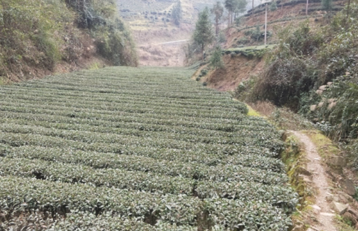 茶树为什么要种在山上？
