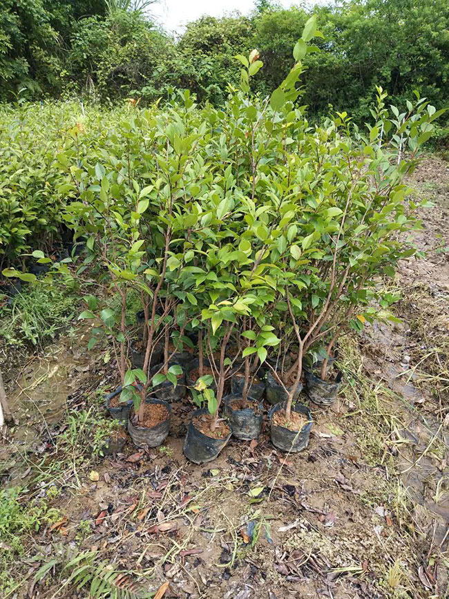 种植山茶树的前景如何？