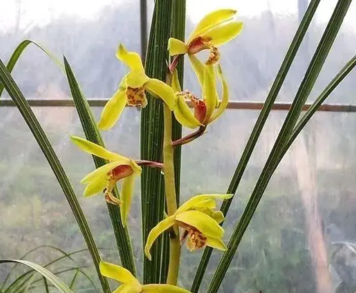 种兰花用什么植料好？