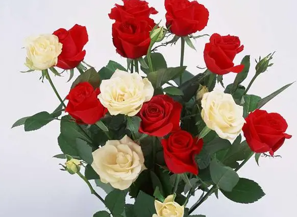 东北能种玫瑰花吗？