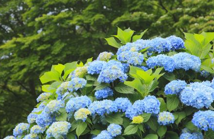八仙花为什么不能家里养？