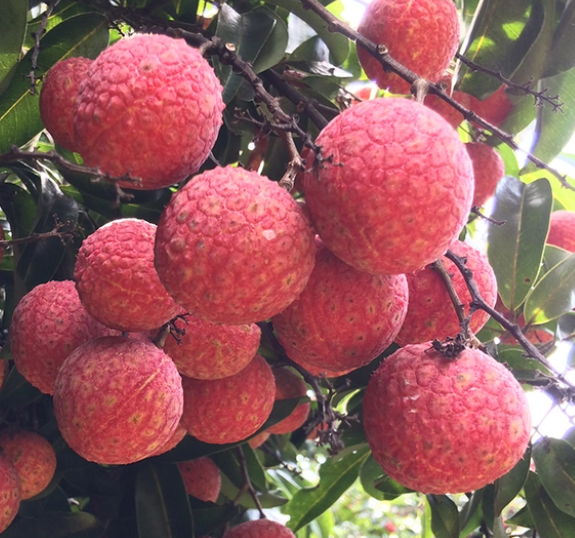 荔枝的种植技术是什么？