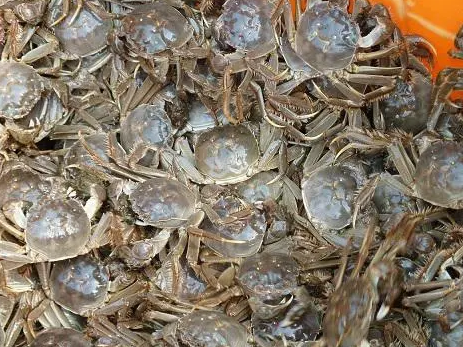 小河蟹在家怎么养？