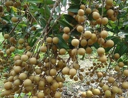 种植龙眼的条件和特点有什么？