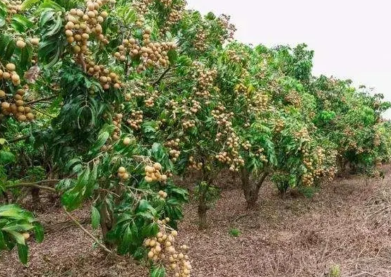 种植龙眼果园赚钱吗？