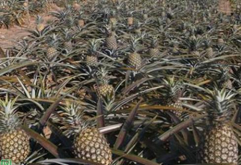 菠萝种植技术和管理方法有什么？