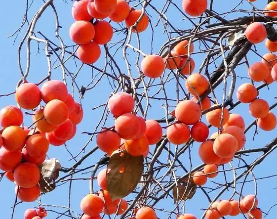 柿子种植和管理技术是什么？
