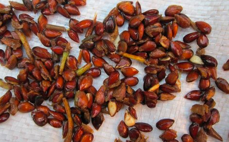 苹果籽怎么种才能发芽？