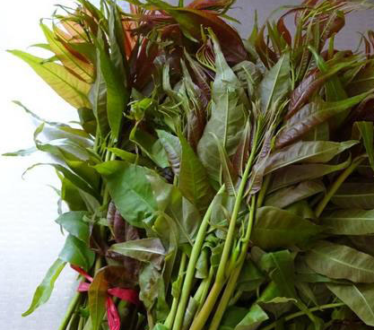 香椿种植技术和市场前景如何？