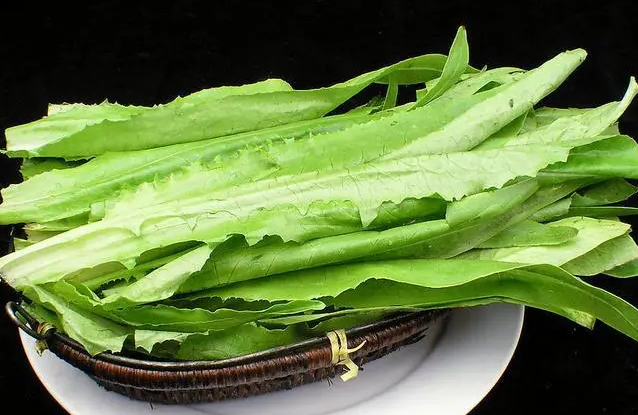 油麦菜有几个品种？