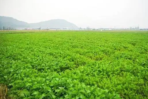 雪菜种植亩产多少斤？