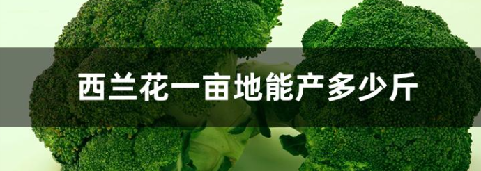 露天西兰花一亩地产量多少？