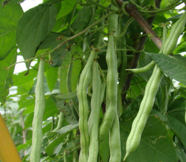 芸豆高产有什么特殊办法？