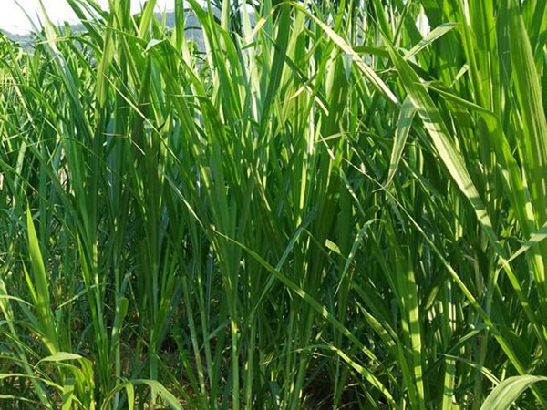 牧草种植每亩投入多少钱?