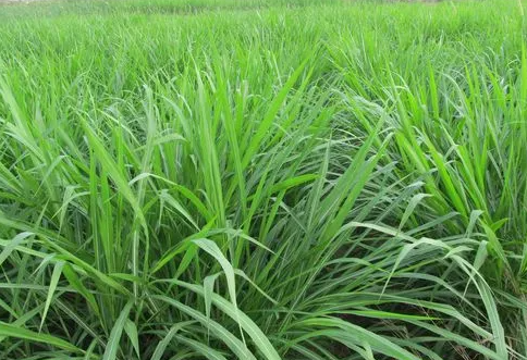 黑麦草需要什么种植条件？