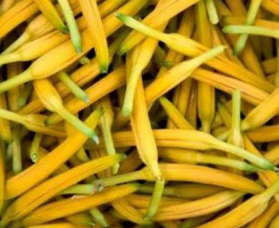 黄花菜一亩地能产多少斤？