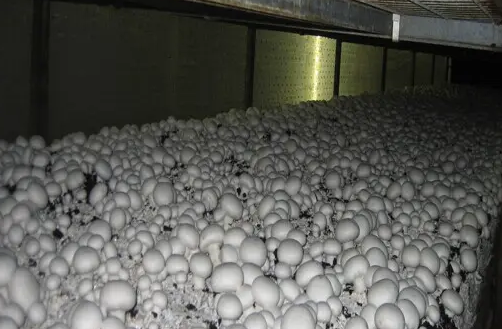 双孢菇一亩产多少斤？