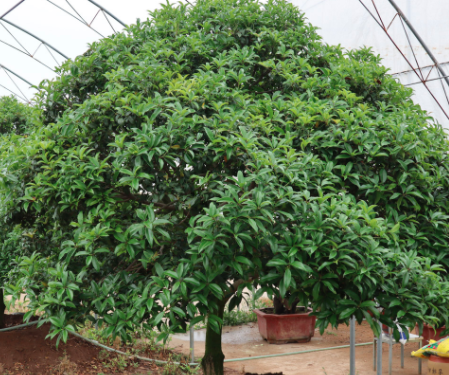 四季桂花在北方能过冬吗？