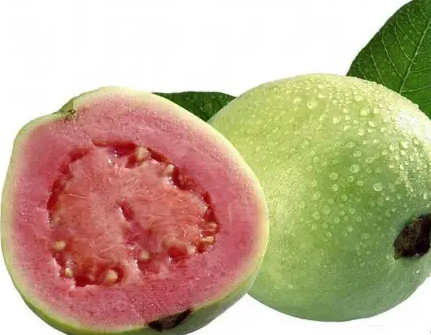 红心芭乐怕冻吗？