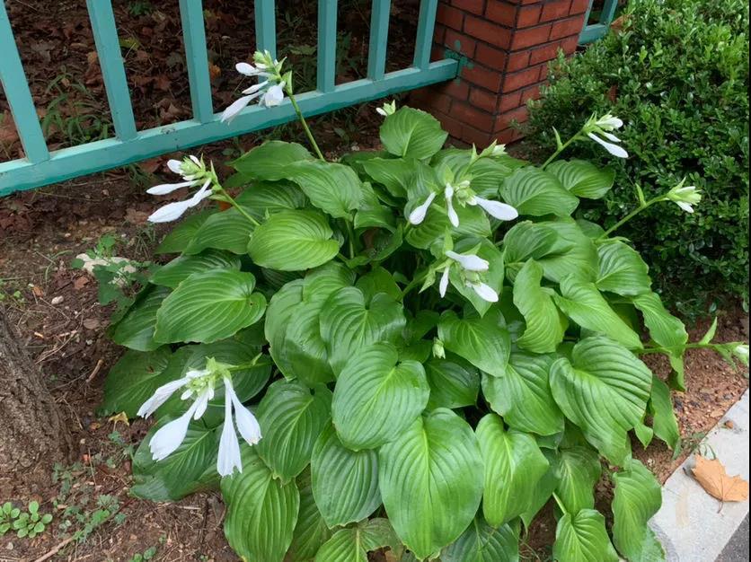 零下20度冻不死的菜有什么？