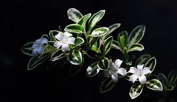 六月雪不开花怎么回事？