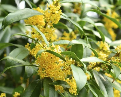 桂花树过冬怎么保护？