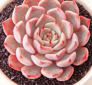 多肉植物放在室内还是室外养？