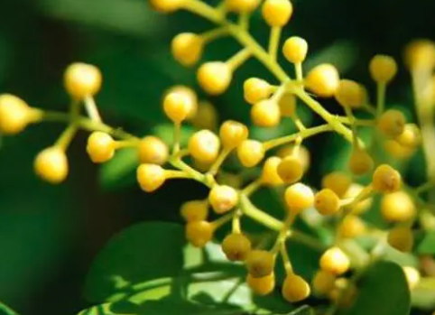 怎样救治临近死亡的米兰花？