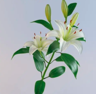 百合花冬天用盖东西吗？
