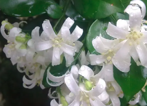 九里香几年苗才能开花？